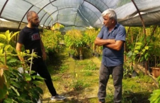 Gazipaşa İlçe Tarım fide ve fidan denetimi yaptı