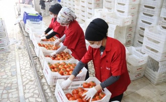 İşlem gören domates miktarı geçen yılın aynı ayına göre yüzde 19 azaldı