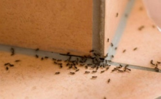 Evlerdeki karıncalar nasıl yok edilir?