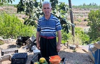Alanya’da papaya hasadı başladı
