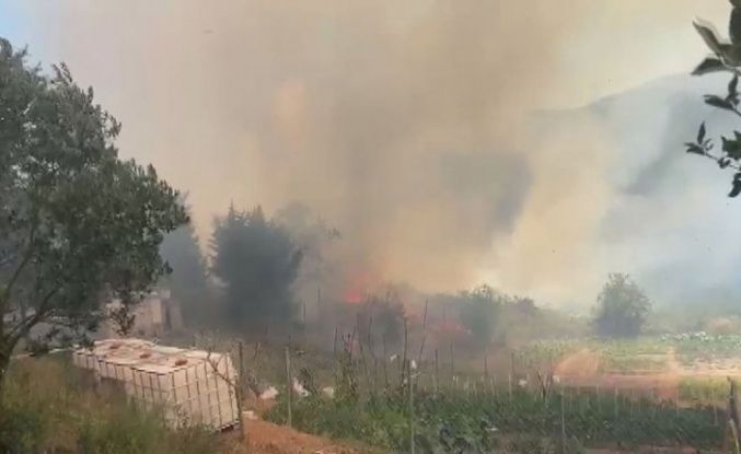 Beykoz'da orman yangını!