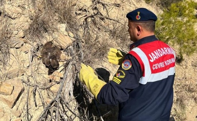 Ormanda yaralı bulunan kartal koruma altına alındı