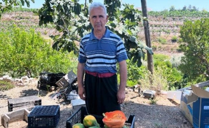 Alanya’da papaya hasadı başladı